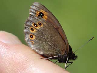 Rundaugen-Mohrenfalter Erebia medusa Woodland Ringlet