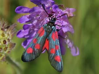 Supfhornklee-Widderchen Zygaena trifolii Five-spot Burnet