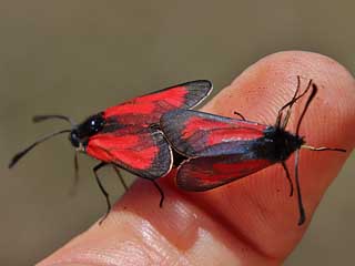 Zygaena purpuralis / minos  Paarung