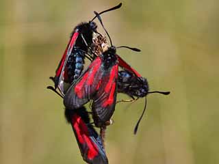 Zygaena purpuralis / minos  Paarung