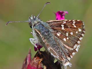 Pyrgus alveus Sonnenrschen-Wrfel-Dickkopffalter Large Grizzled Skipper