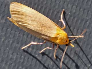 Lithosia quadra Vierpunkt-Flechtenbrchen Four-spotted Footman