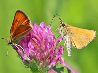 Heller Wiesenknopf-Ameisenbluling  Phenagris teleius