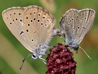 Heller Wiesenknopf-Ameisenbluling  Phenagris teleius