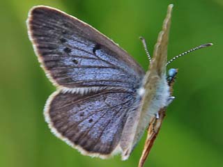 Heller Wiesenknopf-Ameisenbluling  Phenagris teleius