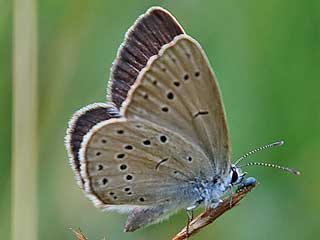 Heller Wiesenknopf-Ameisenbluling  Phenagris teleius