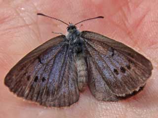 Heller Wiesenknopf-Ameisenbluling  Phenagris teleius