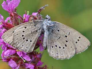 Heller Wiesenknopf-Ameisenbluling  Phenagris teleius