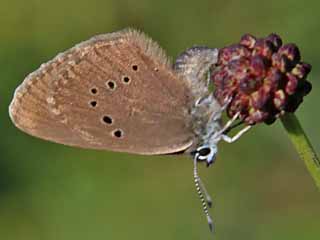 Dunkler Wiesenknopf-Ameisen-Blaeuling Glaucopsyche nausithous Maculinea Dusky Large Blue