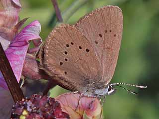 Dunkler Wiesenknopf-Ameisen-Blaeuling Glaucopsyche nausithous Maculinea Dusky Large Blue