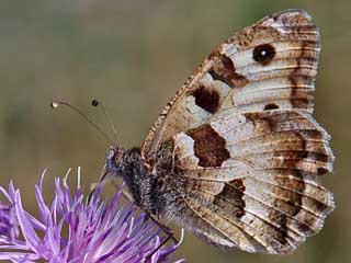 Mnnchen Berghexe Chazara briseis The Hermit