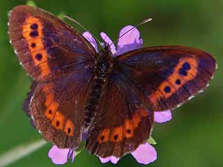 Erebia euryale Larger Ringlet