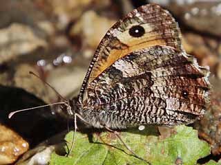 Rostbinde, Ockerbindiger Samtfalter Hipparchia semele Grayling