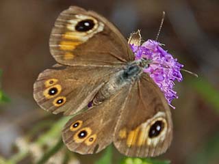 Braunauge Lasiommata maera Large Wall Brown Rispenfalter Kuhauge