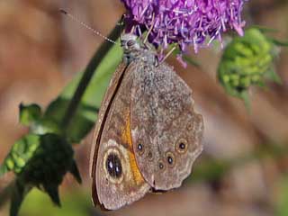 Braunauge Lasiommata maera Large Wall Brown Rispenfalter Kuhauge