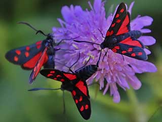 Hufeisenklee-Widderchen   Zygaena transalpina