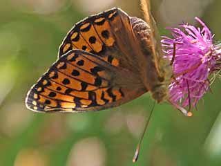 Groer Perlmutterfalter Argynnis (Speyeria) (Mesoacidalia) aglaja Dark Green Fritillary