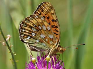 Groer Perlmutterfalter Argynnis (Speyeria) (Mesoacidalia) aglaja Dark Green Fritillary