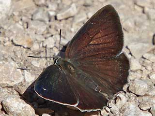 Weibchen Blauer Eichenzipfelfalter Neozephyrus quercus Purple Hairstreak