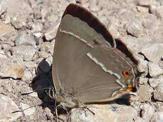 Blauer Eichenzipfelfalter Neozephyrus quercus Purple Hairstreak