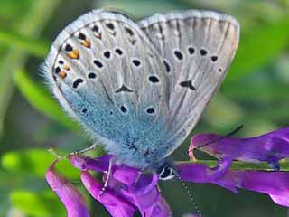 Vogelwicken-Bluling Polyommatus (Plebicula) amandus Amanda's Blue