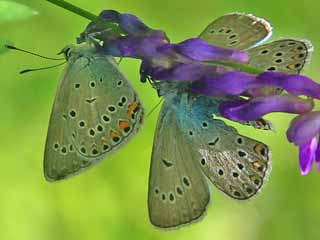 Vogelwicken-Bluling Polyommatus (Plebicula) amandus Amanda's Blue