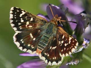 Roter Wrfel-Dickkopffalter  Spialia sertorius   Red Underwing Skipper