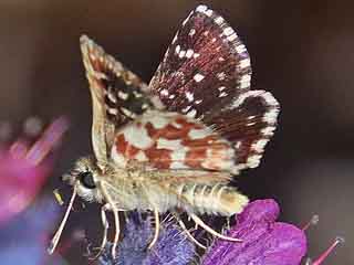 Roter Wrfel-Dickkopffalter  Spialia sertorius   Red Underwing Skipper