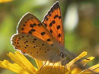 Violetter Feuerfalter Lycaena alciphron Purple-Shot Copper