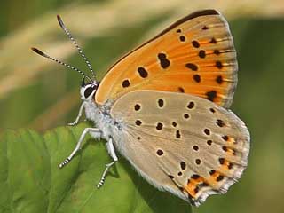 Violetter Feuerfalter Lycaena alciphron Purple-Shot Copper