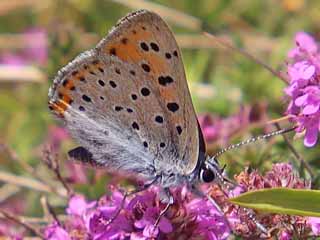 Violetter Feuerfalter Lycaena alciphron Purple-Shot Copper