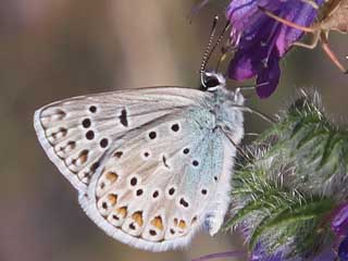 Mnnchen Polyommatus escheri Escher's Blue