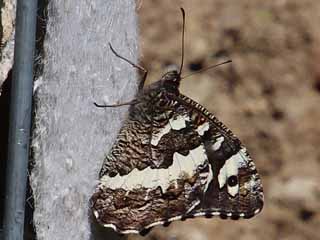 Weier Waldportier Aulocera (Brintesia) circe Great Banded Grayling