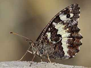 Weier Waldportier Aulocera (Brintesia) circe Great Banded Grayling