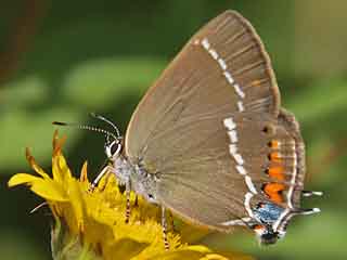 Kreuzdorn-Zipfelfalter Satyrium spini Blue-spot Hairstreak