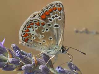 Groer Sonnenrschen-Bluling Aricia artaxerxes Northern Brown Argus