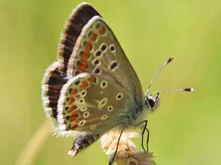 Groer Sonnenrschen-Bluling Aricia artaxerxes Northern Brown Argus