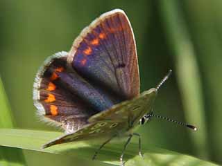 Groer Sonnenrschen-Bluling Aricia artaxerxes Northern Brown Argus
