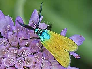 Kupferganz-Grnwidderchen  Bronce Forester  Jordanita chloros
