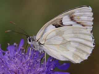 f. leucomelas Schachbrett Melanargia galathea Marbled White