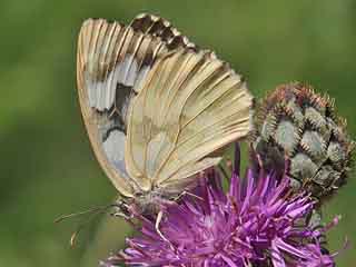 f. leucomelas Schachbrett Melanargia galathea Marbled White