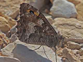 Rostbinde, Ockerbindiger Samtfalter Hipparchia semele Grayling