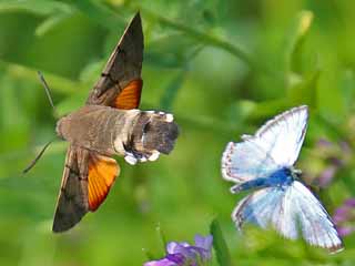 Taubenschwnzchen Kolibri - Schwrmer Macroglossum stellatarum Humming-bird Hawk-moth Wanderfalter (14131 Byte)