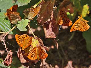 Prchen Kaisermantel Argynnis paphia Silver-washed Fritillary