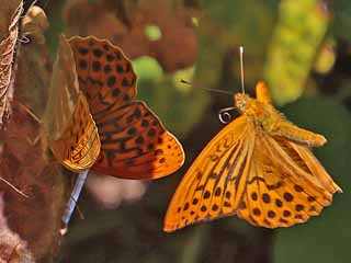 Prchen Kaisermantel Argynnis paphia Silver-washed Fritillary