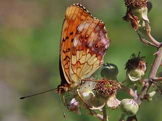 Unterseite Brombeer-Perlmutterfalter   Marbled Fritillary   Brenthis daphne