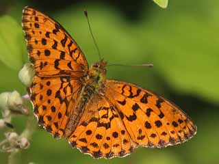 Oberseite Brombeer-Perlmutterfalter   Marbled Fritillary   Brenthis daphne