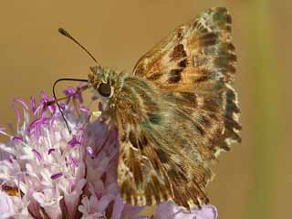 Malven-Dickkopffalter   Carcharodus alceae   Mallow Skipper (25374 Byte)