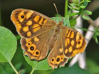 Waldbrettspiel Laubfalter Pararge aegeria Speckled Wood