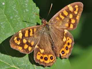 Waldbrettspiel Laubfalter Pararge aegeria Speckled Wood